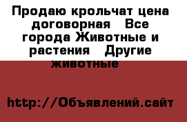 Продаю крольчат цена договорная - Все города Животные и растения » Другие животные   